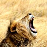 Lion roar